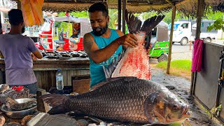 Live Monster Catla Fish Market in Sri Lanka Village Excellent Fish Handling Catching & Cleaning