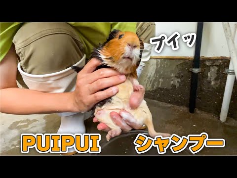 モルモットをシャンプーしたら「PUIPUI」の連呼が凄まじかったww