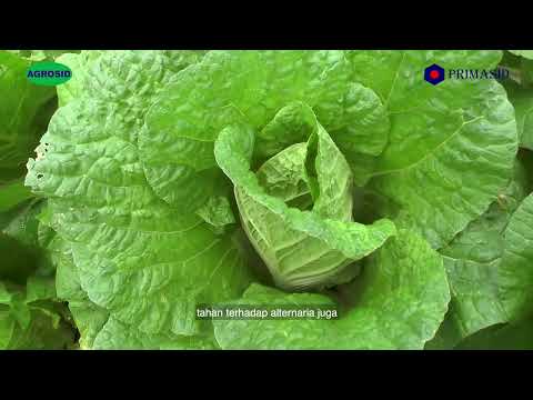 Berbagi Tips Budidaya Sawi Putih