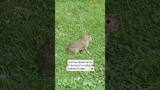 Don't ever disturb me. You don't see it. I'm eating my dinner. Go away... 🐇🤣❤️ #rabbit #animallovers