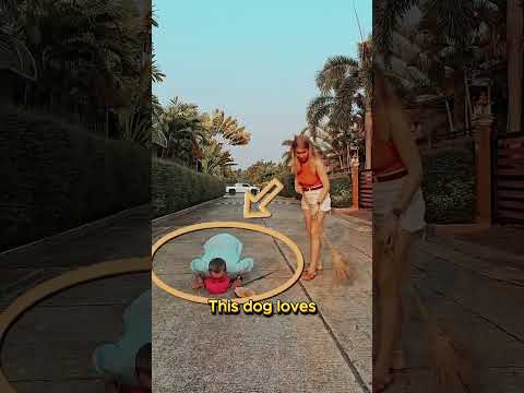 Sevilmek Güzel de Süpürge Ne Alaka? 🐶