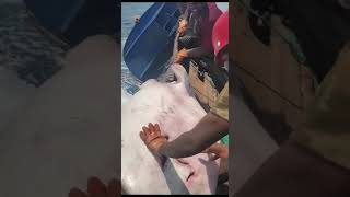 Amazing Fishing! Catching Seafood's 🦐🦀 Deep Sea Creatures ( Octopus, Lobster, Crab, Squid, Shrimp )