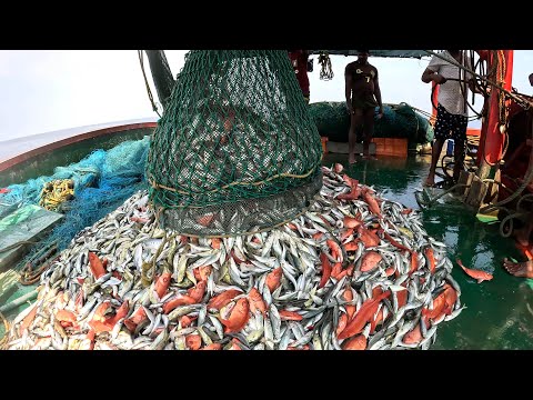 Fishing Video: "The Deep Blue Hunt: Secrets of Successful Fishing" | Kadal TV