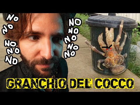 Il mostruoso GRANCHIO DEL COCCO - SCIENZA BRUTTA