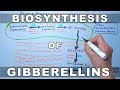 Gibberellin Biosynthesis Pathway Concepts