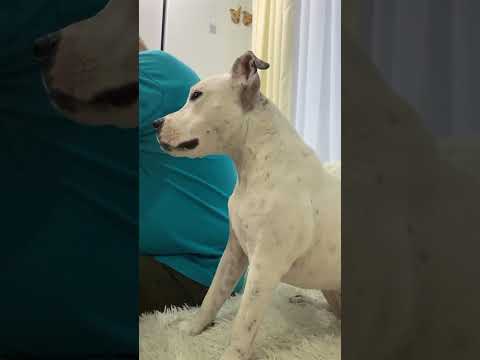 Любовь эту ничем не скроешь❤️ #глухаясобака #amstaff #deafdog #стаффордтэффи