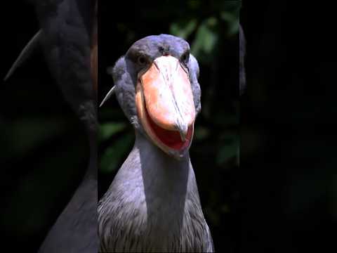 Shoebill sense  #science #facts #sciencefacts #fact #earth