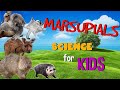 Marsupial Characteristics and Facts