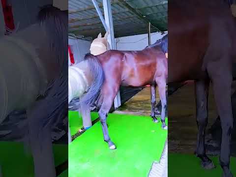 Funniest Donkey Ever! Donkey Training the fun way! 3080