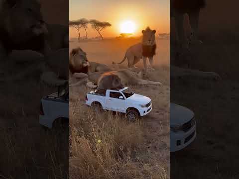 The Day a Wild Boar Drove a Car and Scared the Lions 😭🔥 #wildlifeentertainment #entertaininganimals