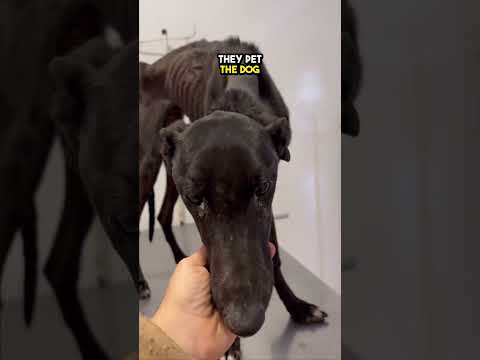 This poor dog was tied up and left out to die but they changed his life!! ❤️❤️