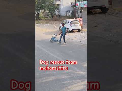 Dog rescue team maharashtra #dog #animal #rescue #animalrescue #streetdog #viralshort #rescuedog