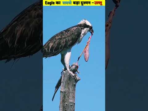 Eagles उल्लू को देखते ही क्यू मार देती है 🤔 |#shorts #ytshorts
