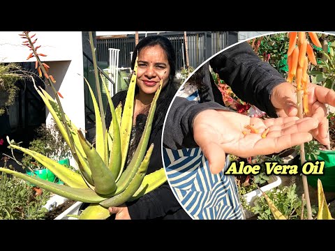 सोने की फुल वाला पौधा | क्या आप जानते हैं इसके फायदे Aloe Vera Oil और Plant के फायदे