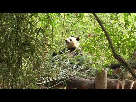 China exploration getting to Chengdu Panda Zoo