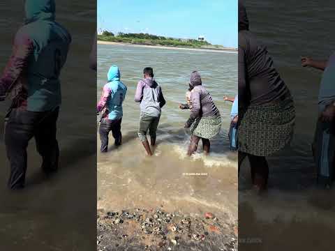 50+ Rural Fishermen Catch High-Value Mullet With Simple Bottle Traps! #fishing #fishinglife #shorts