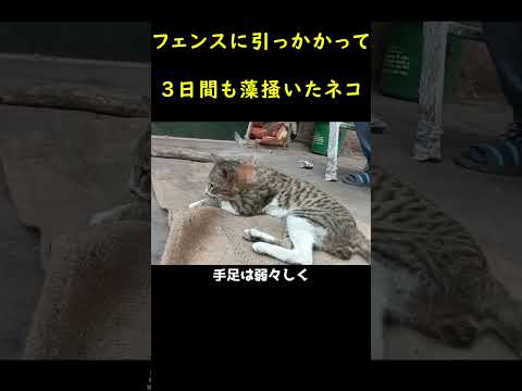 不幸にもフェンスに引っかかった子猫🐈