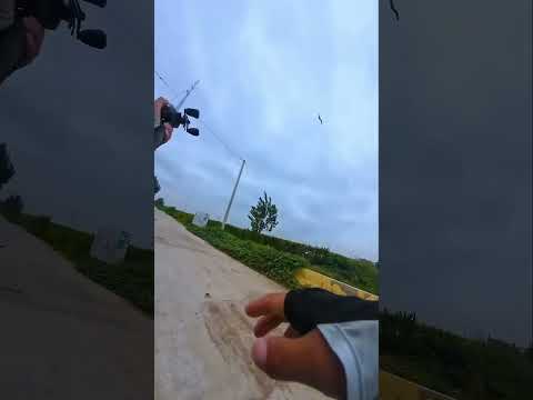 I just made the fish fly #fishing #snakehead #bassfishing #fishingequipment #seaknight