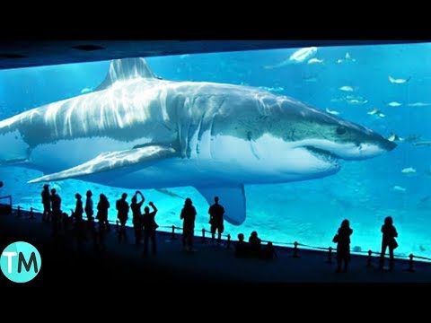 LOS TIBURONES MÁS GRANDES DEL MUNDO !TAMAÑOS NUNCA ANTES VISTOS!