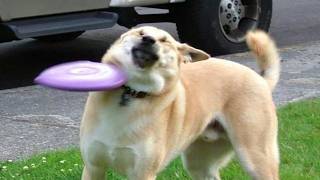 Best Dog Videos You Missed This Decade 🐶🦴❤️