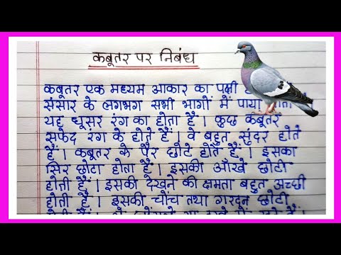 कबूतर पर निबंध हिंदी में/Essay on Pigeon in Hindi/Short Essay on Pigeon in Hindi/Pigeon Essay