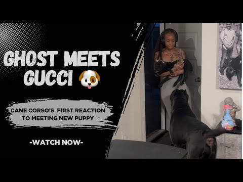 Cane Corso Ghost Meets Puppy Corso Gucci For The First Time