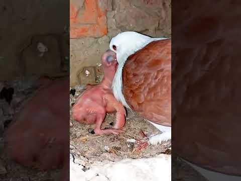 Maa👑 kabutar video💝 ||पूरी दुनिया को देख लिया आज मां के ||#shorts #my #Maa #videos #virals ||💯