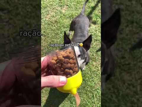 VOCE PRECISA DISSO PARA SEU PET !! #animaisengraçados #pets #petsengracados #musichumor #musichumor