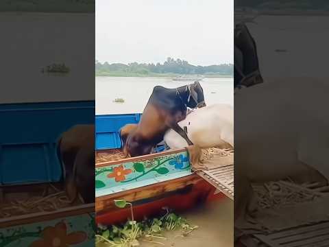 Jaan ki baazi #ytshorts #cow #funnyanimals #farmers
