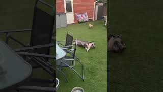 My dog as soon as he gets home