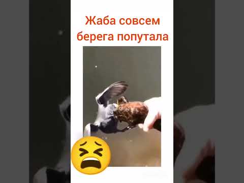 Офигевшая жаба напала на утку!!!