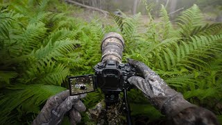 POV: Two Months Searching for Badger & Fox Cubs in Sweden