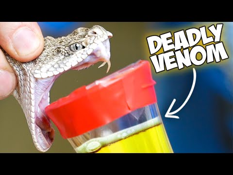 Snake Venom Vs Human Blood!
