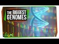 Understanding Genomes and Their Complexity