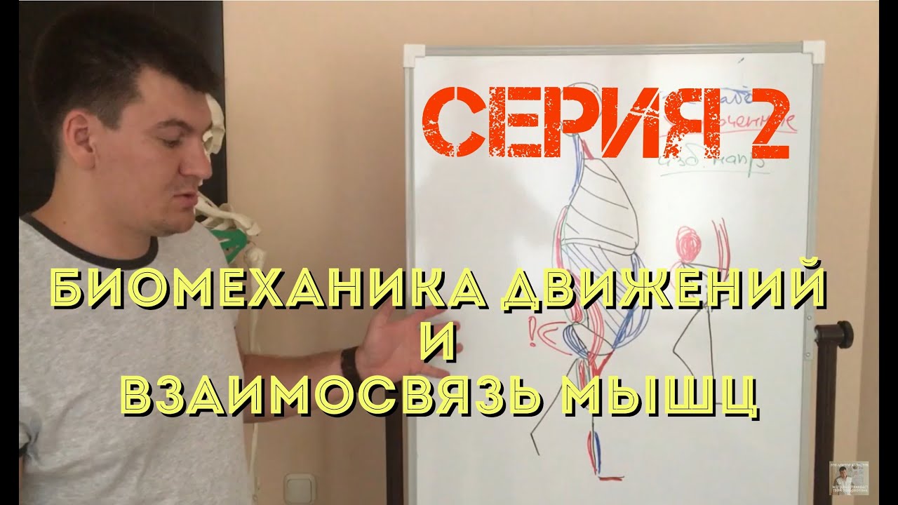 Вторая серия. Биомеханика движений и связь мышц.