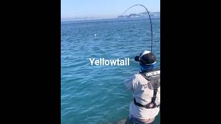 Yellowtail
