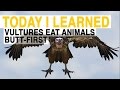 Impact of Scavenger Decline on Vultures