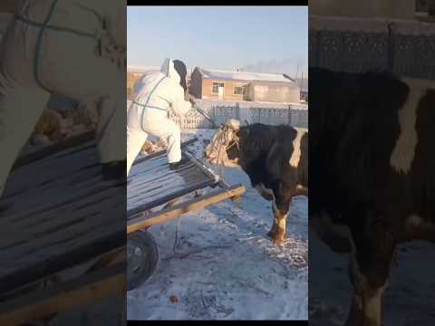 #slaughter artifact #slaughterhouse only #slaughter cattle nail #small sound but big power