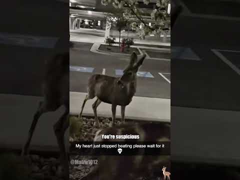 These deer are clearly not on normal mode ๐ #funny #foryou #animals #deer