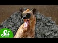 Animal Behavior and Parental Investment