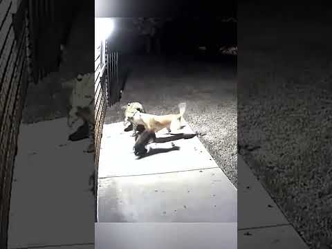 Dog Fights Leopard Alone... Until His Friend Joins the Battle! ๐ฎ