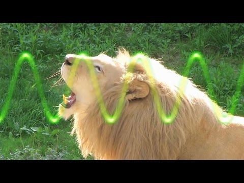 Susie's Song - Catch a (Sound) Wave - Sid The Science Kid - The Jim Henson Company