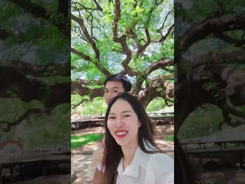 ต้นจามจุรียักษ์กาญจนบุรี