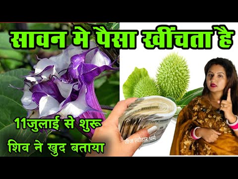 काला धतूरे की जड़ पहनने के फायदे जानकर चौक जाओगे | Vastu Shastra