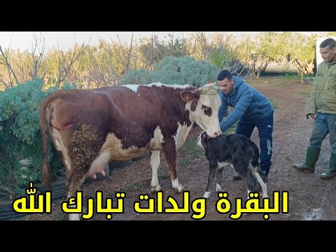 البقرة لي صورنا اليوم والدات عجلة مونبيليارد للتواصل على 0697663360 فرجة ممتعة