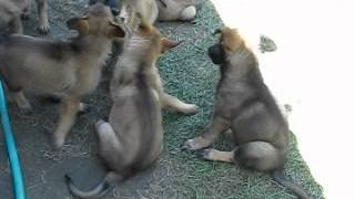 Video Milan 1