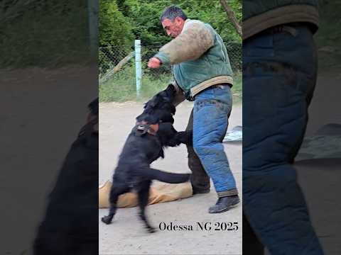 🛡No fear! #STRAZHODESSA German Shepherd Training Odessa Ukraine