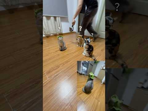 猫たちが秘密の会議中？🐾 近づいて、何を話しているのか聞いてみよう！😺✨