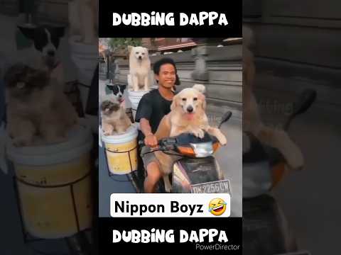Nippon Boyz 🤣 #funny #cat #shorts #dog #shortsfeed #funnyanimals #catlover #doglover #pets #comedy