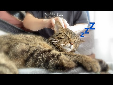 マッサージのプロが猫を快楽の絶頂で眠りに落とす動画...